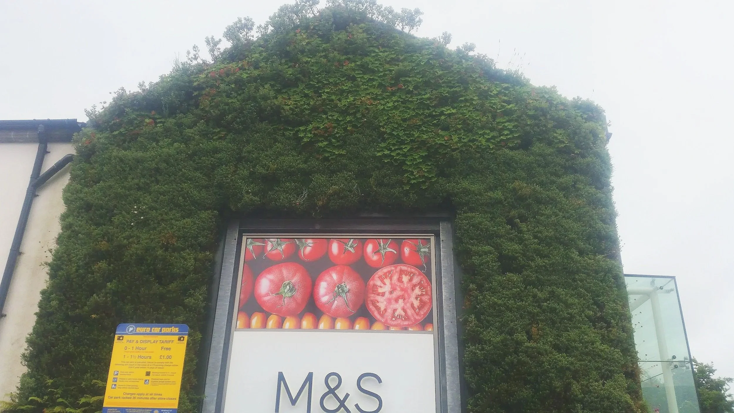Green ivy-covered wall with a large advertisement poster showing close-up images of red tomatoes at an M&S store, and a yellow parking fee sign on the left side of the image.