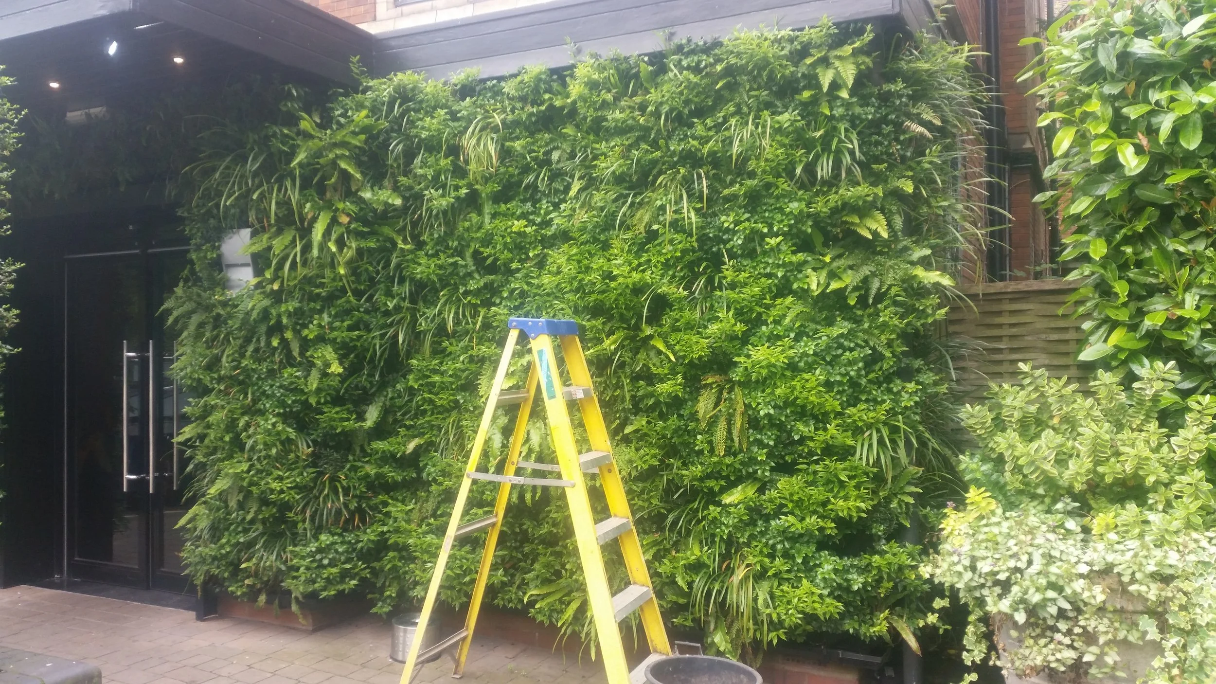 A lush green vertical garden with various plants covering a wall beside a black glass door with metal handles. In front of the garden is a yellow step ladder, and garden tools and containers are on the ground.