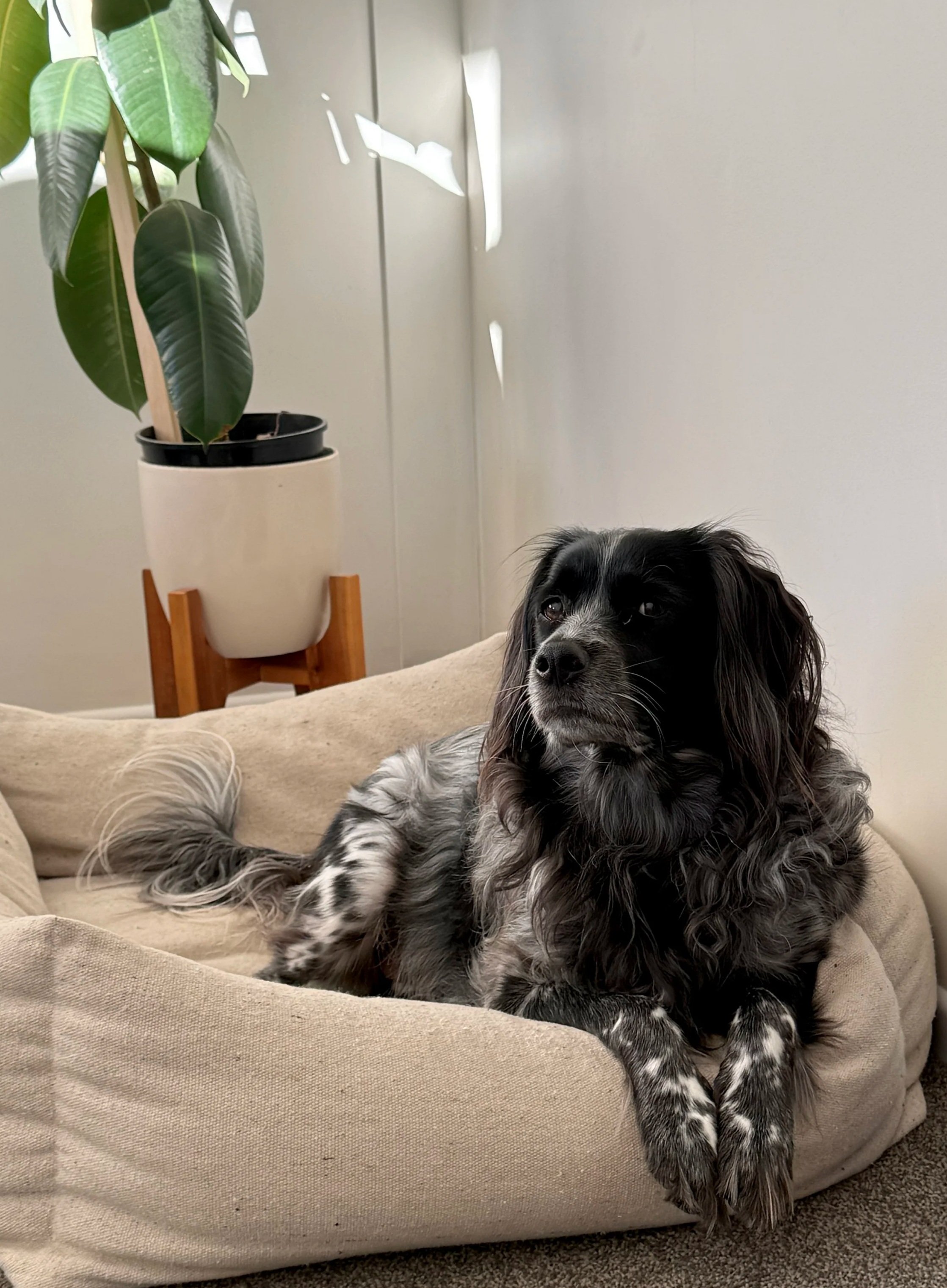A black and white dog with long ears and a speckled coat resting on a beige couch.