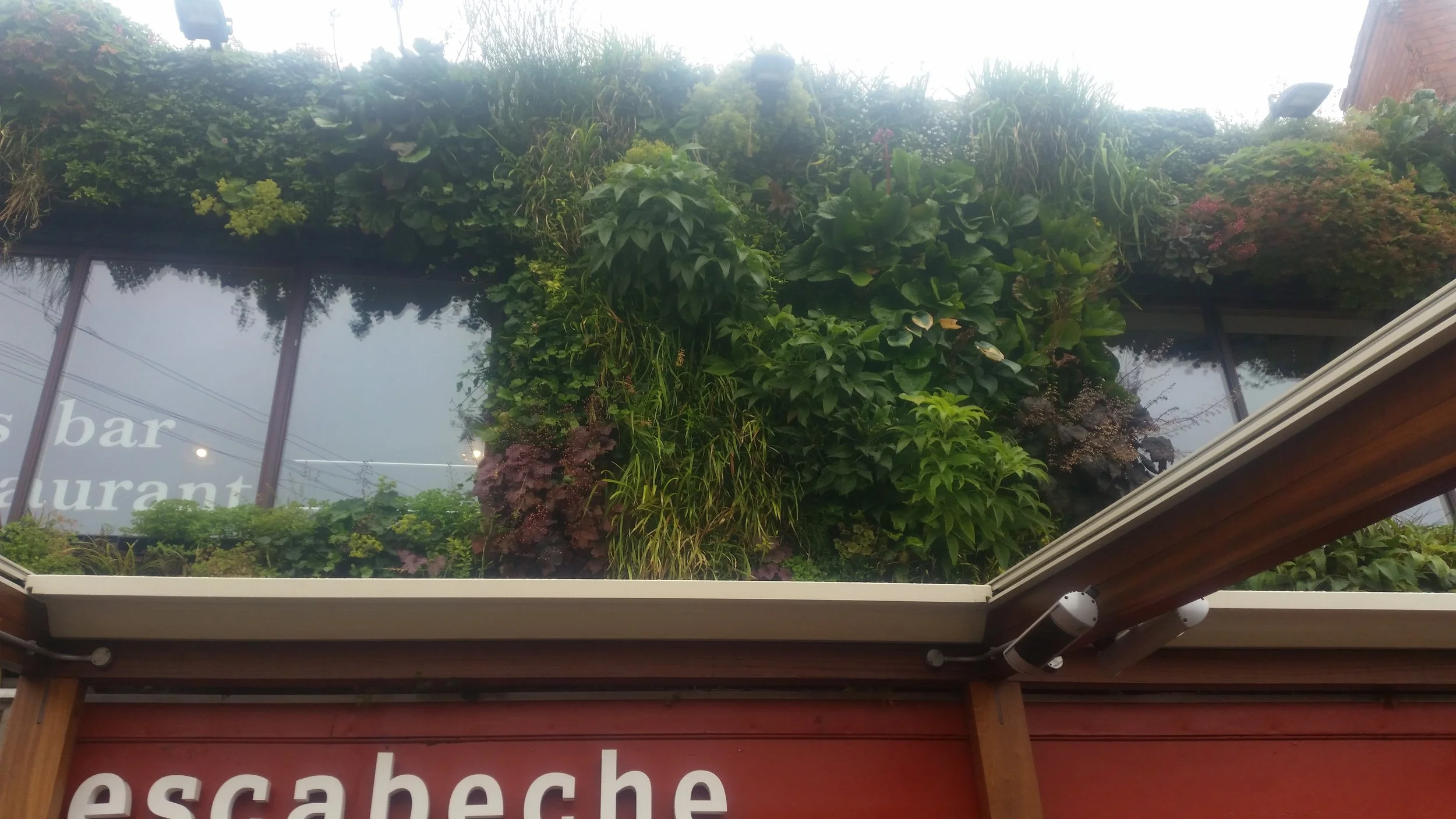 Window with a lush green plant wall visible through the glass, and part of an outdoor sign reading 'escabeche'.