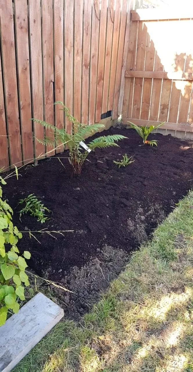 Freshly tilled garden bed with young plants and ferns against a wooden fence.