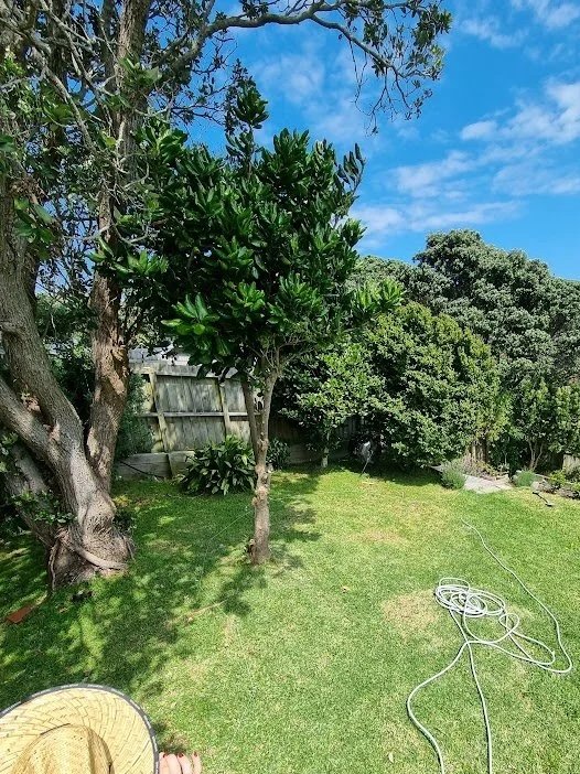 A backyard with green grass, multiple trees, a wooden fence, and a blue sky with some clouds. A garden hose is coiled on the ground, and a straw hat is visible at the bottom corner of the image.