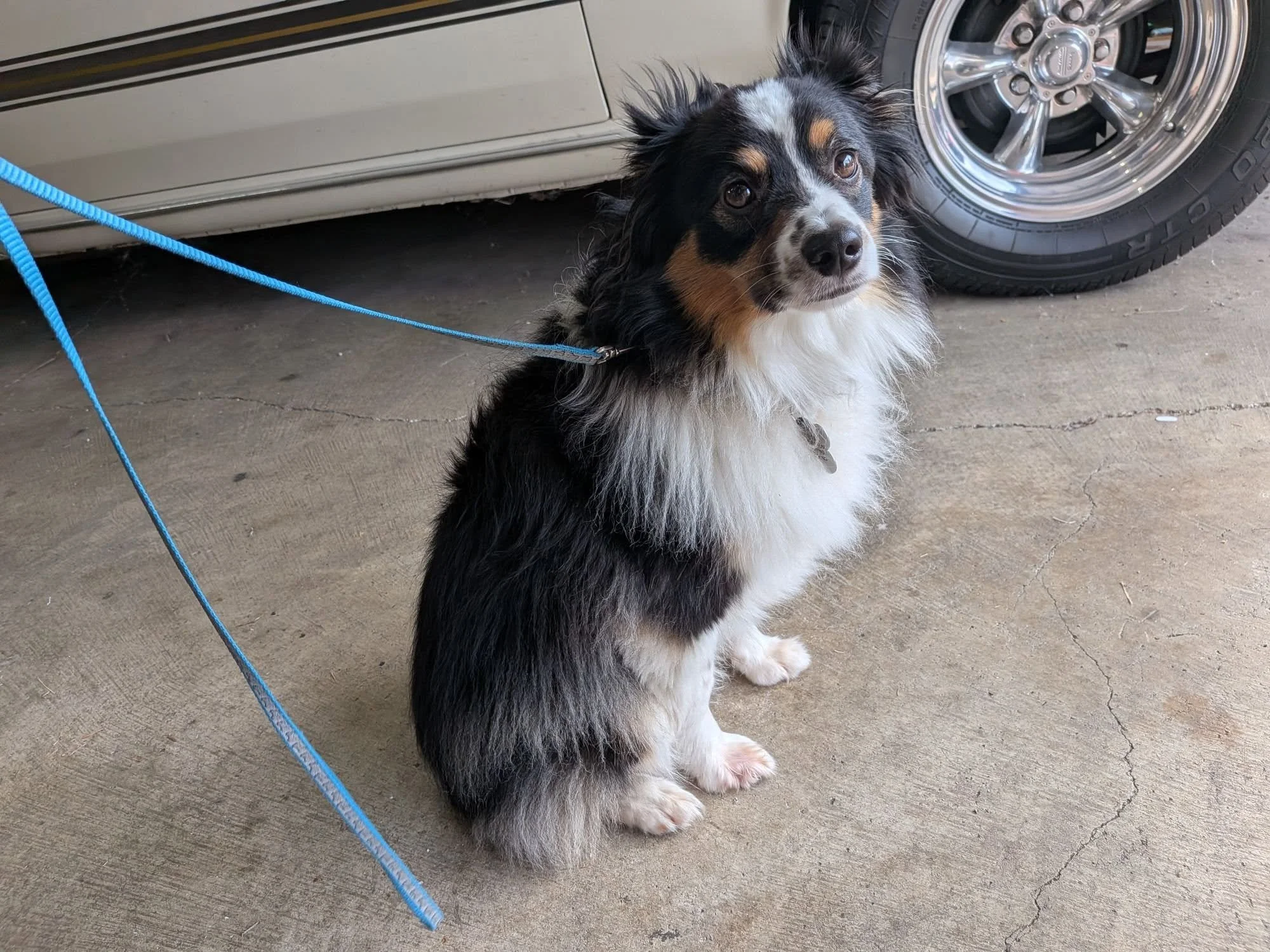 🐾 Max 
🥚 Favorite toy: his Jolly Egg 
🥾 Loves hiking and obedience training 