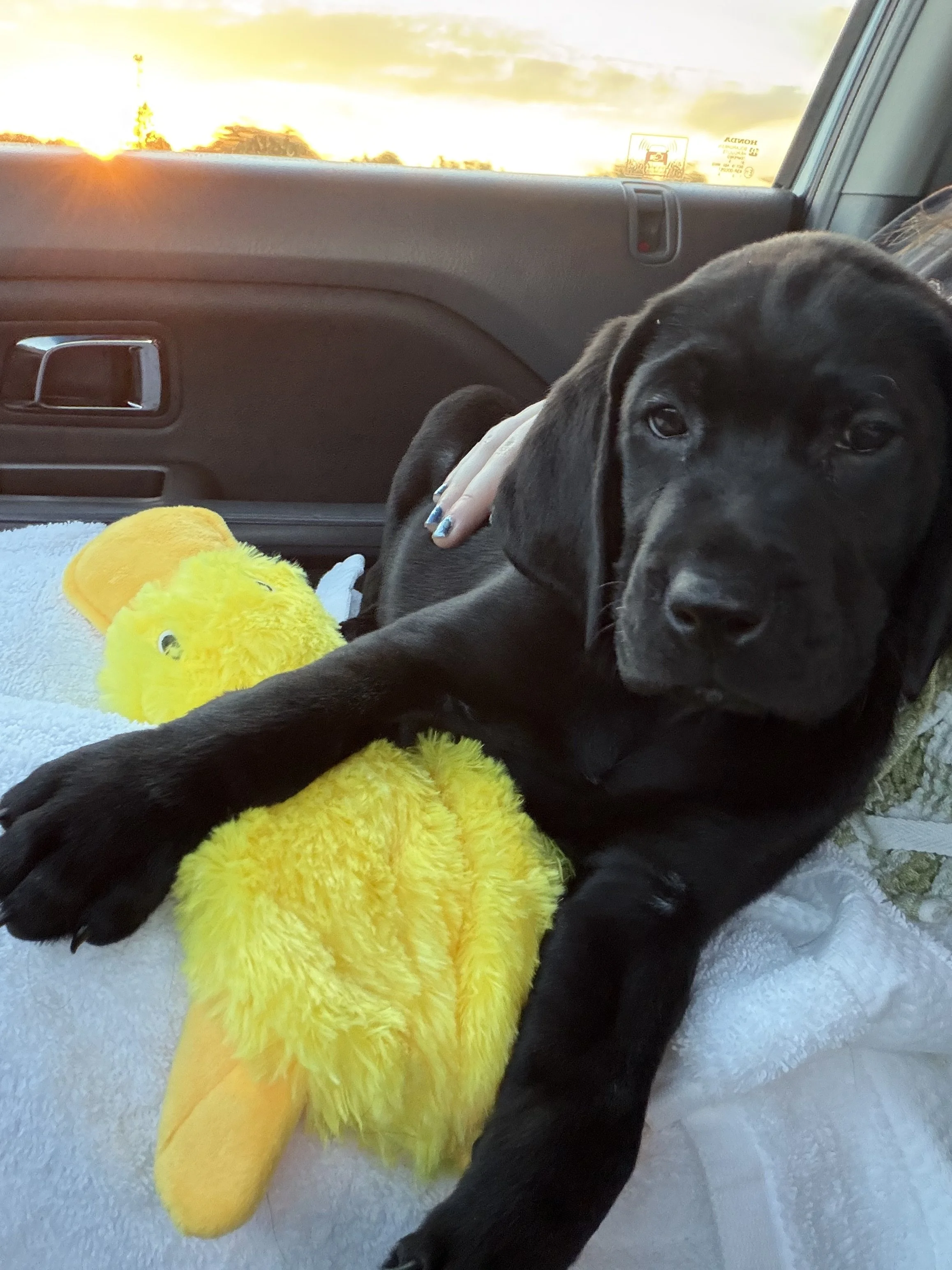 Black Labrador puppy Sitka cuddling his favorite yellow squeaky duck in the passenger seat during a sunset drive.