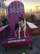 🐾Shaman 
🤍 Gentle grief doula and devoted best friend
🐕 Brings comfort, healing, and unconditional love wherever she goes