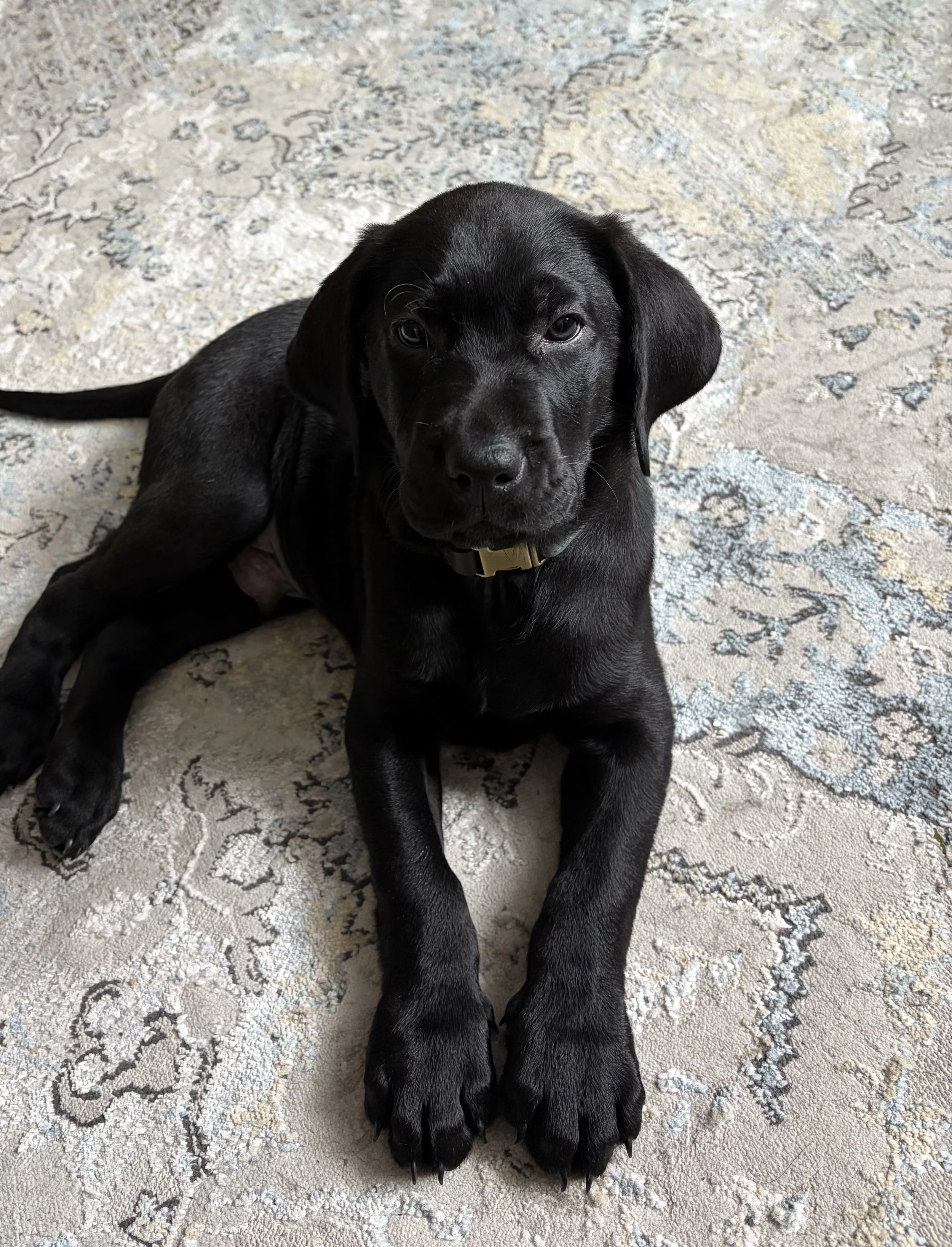Black Labrador puppy Sitka relaxing on the rug and looking up at the camera.