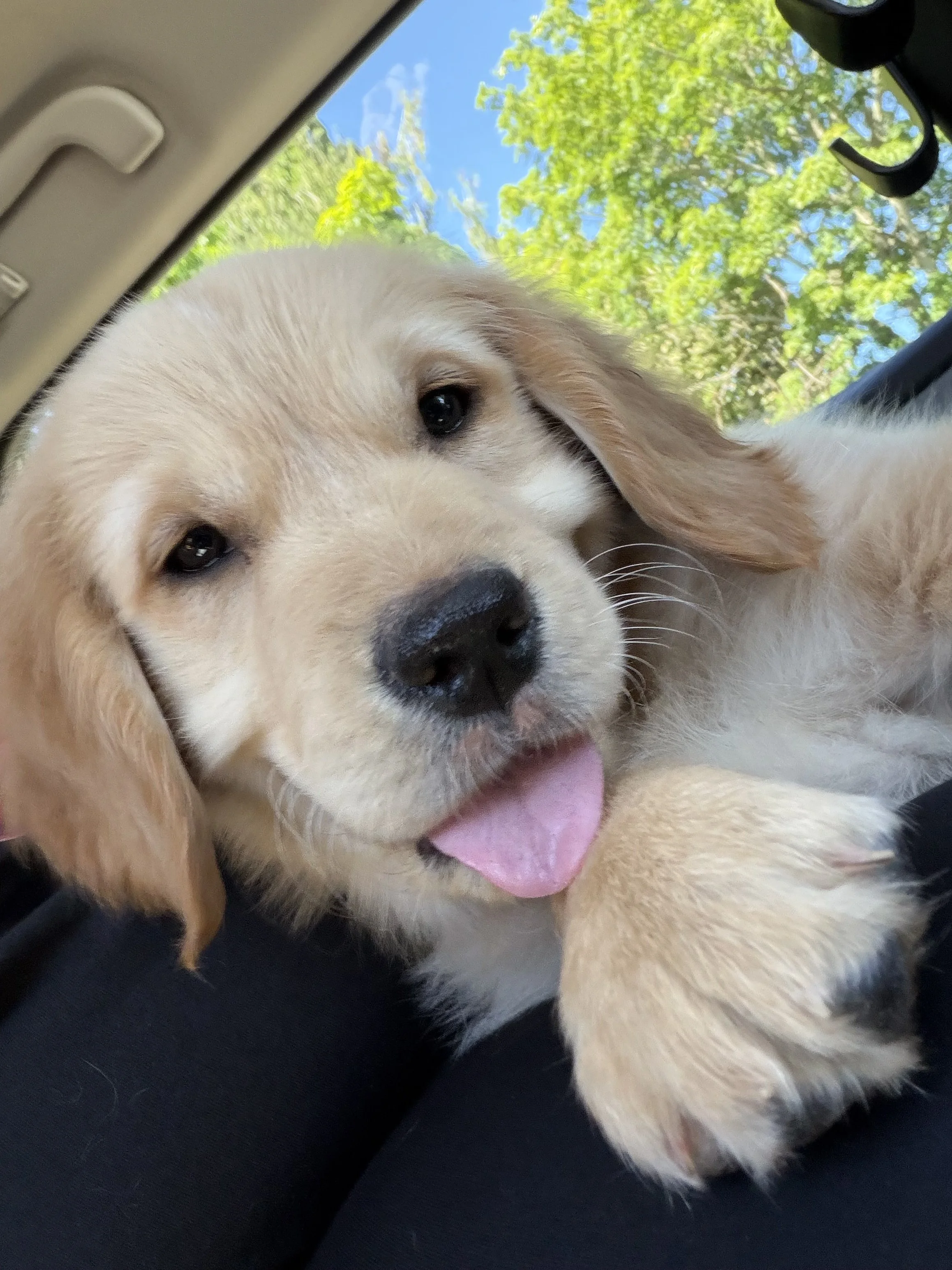 🐾Honey Bea 
 🦒Giraffe Toy Enthusiast
 🏊Loves swimming
