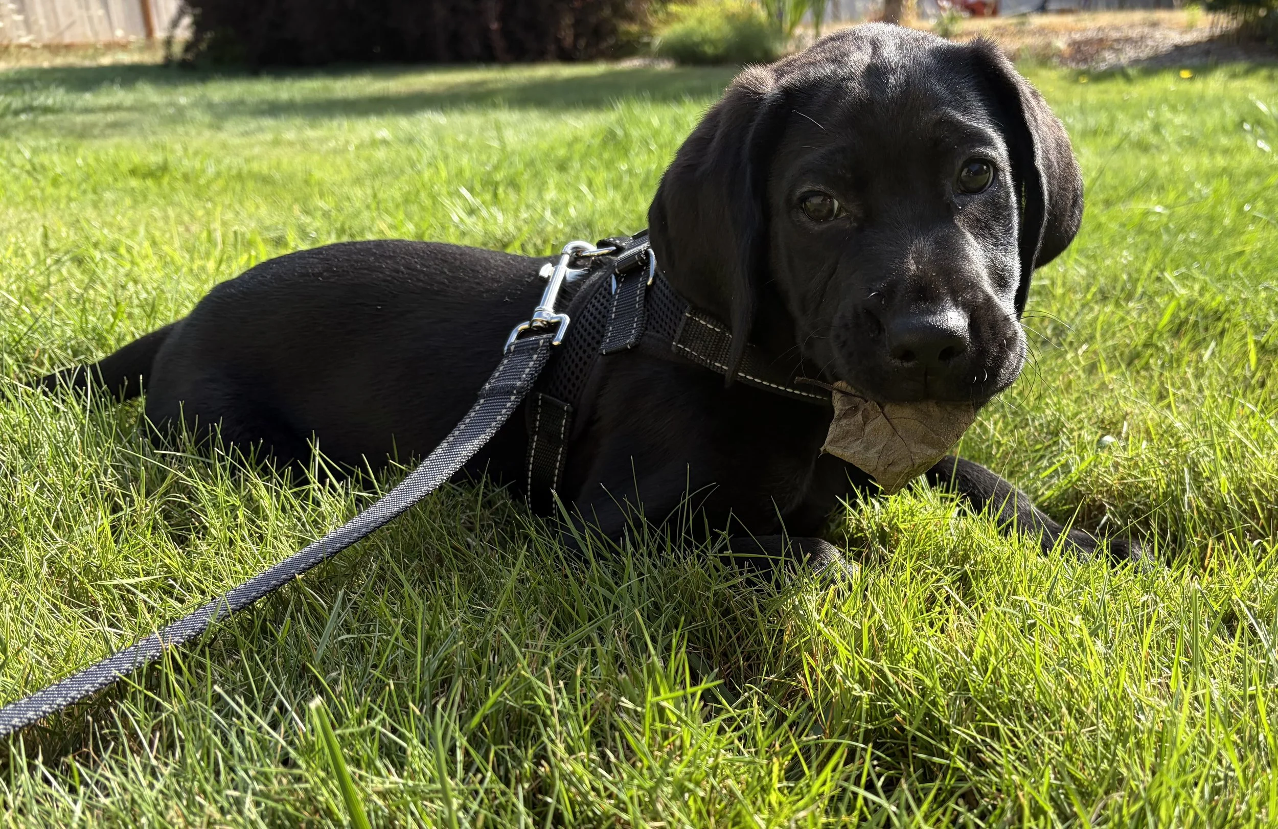 Sitka, the black Labrador behind Sitka Roasting Co., enjoying an outdoor adventure in the susnhine.