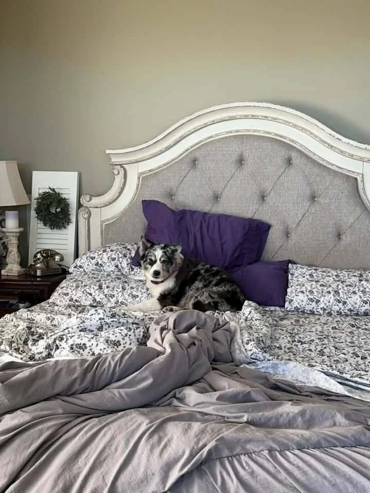 🐾 Professional keep-away player 
🛏️ Thinks every bed belongs to her 
💜 Loves being cozy with her people 