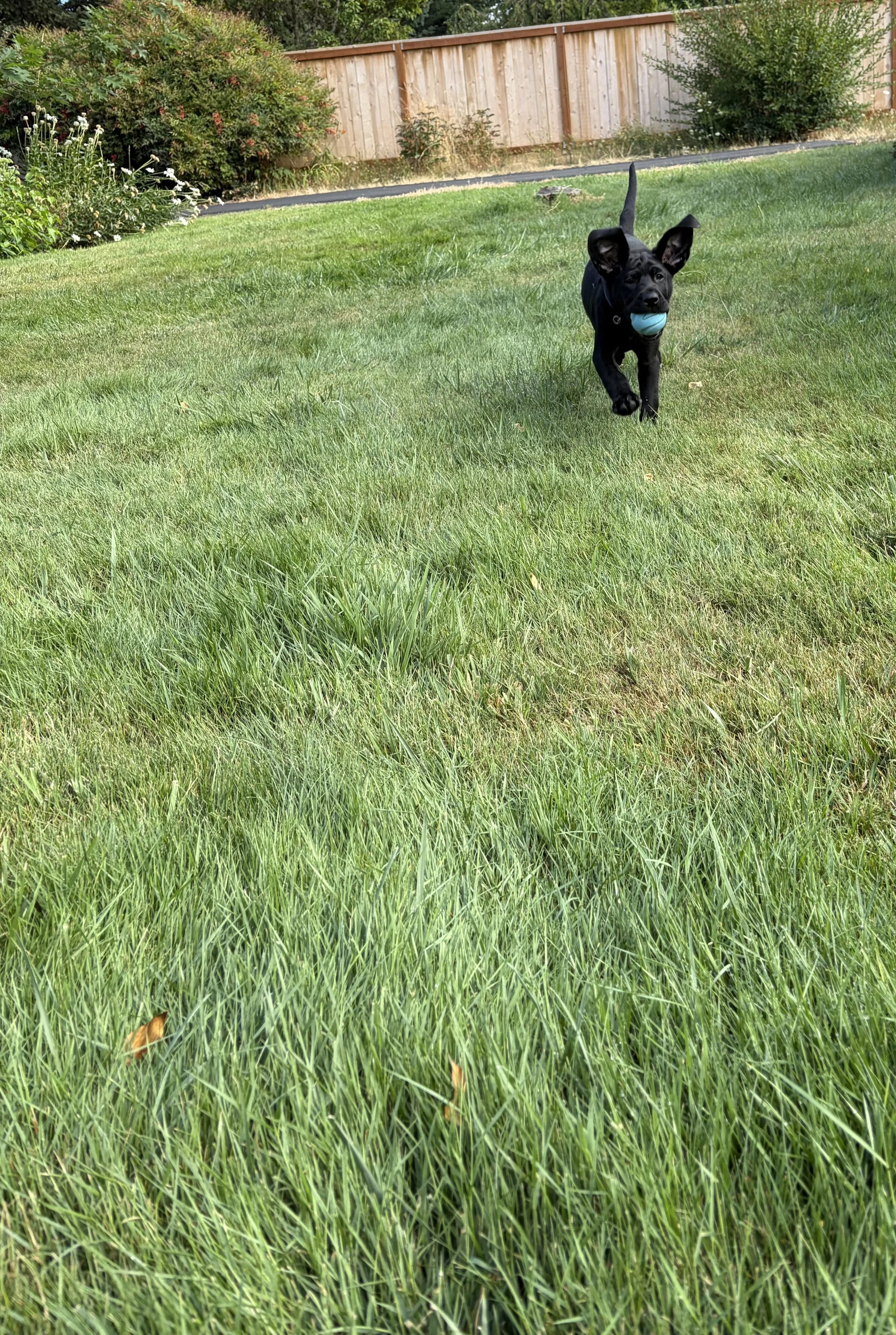 Black Labrador puppy Sitka running across the grass with his favorite blue ball in his mouth.