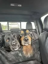 🐾Atticus and Finn
❤️Professional Cuddlers
 100-lb lap dogs


