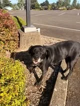 🐾 Khalipa
💤 Professional lazy gal
😂 Former wall-chewing puppy turned sweet girl
