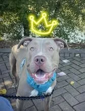 🐾Zeus 
🦴 Pickle Plush Lover
👑110 -lb Cuddle Bug