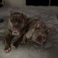 🐾Nala and Smokey 
 🧸squeaky toy fanatics
 🚗Always ready for car rides