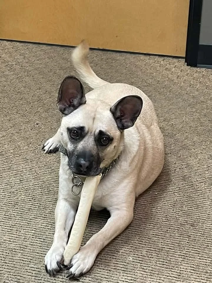 🐾 Tigger 
🐔 Rubber chicken enthusiast 
🎾 Always ready for a little playtime 
😂 A one-of-a-kind mix with a personality all his own 