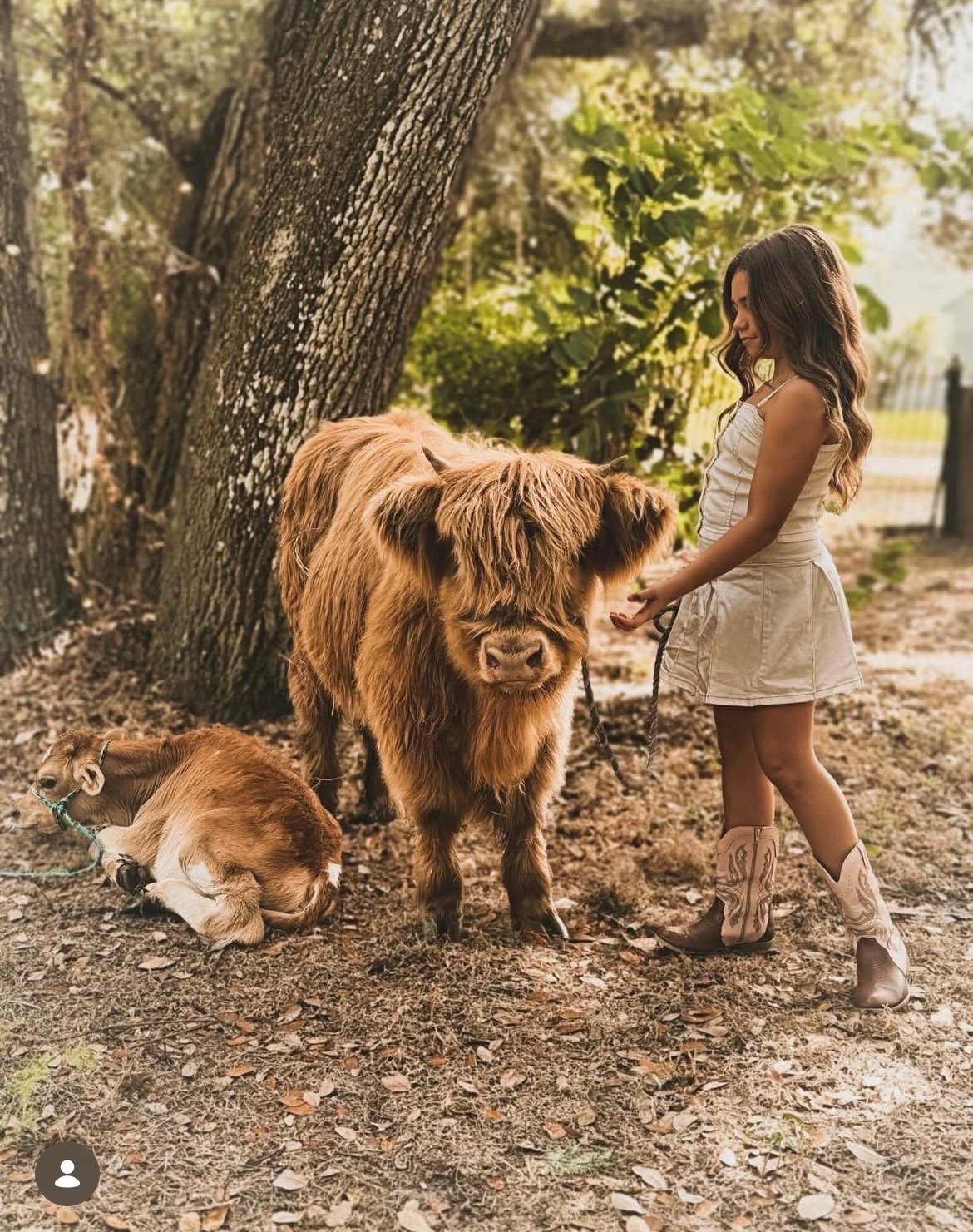 A young girl in cowboy boots and a white dress stands outdoors on dirt, petting a large Highland cow. A calf is lying on the ground nearby with a rope around its neck, resting against a tree with green leaves.