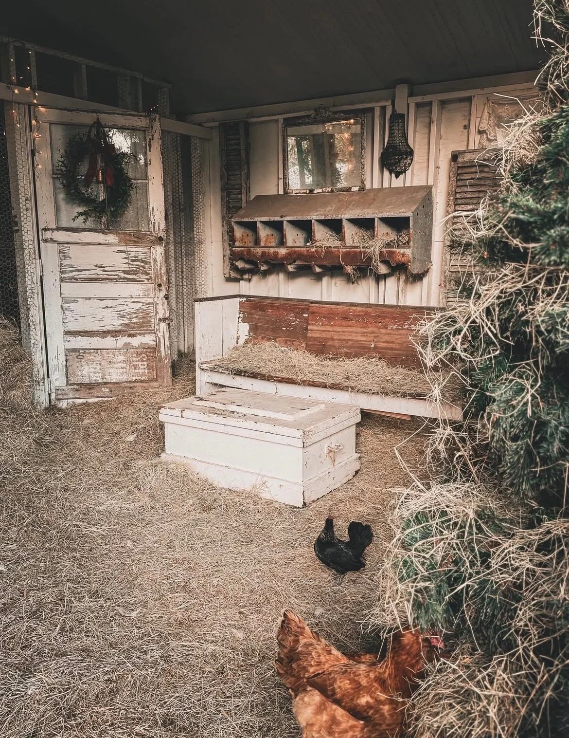A rustic chicken coop with a door decorated with a wreath, a hay-filled bench, chickens on hay-covered floor, and an old feeding trough mounted on the wall. There are Christmas lights, a mirror, and a wreath as decorations.