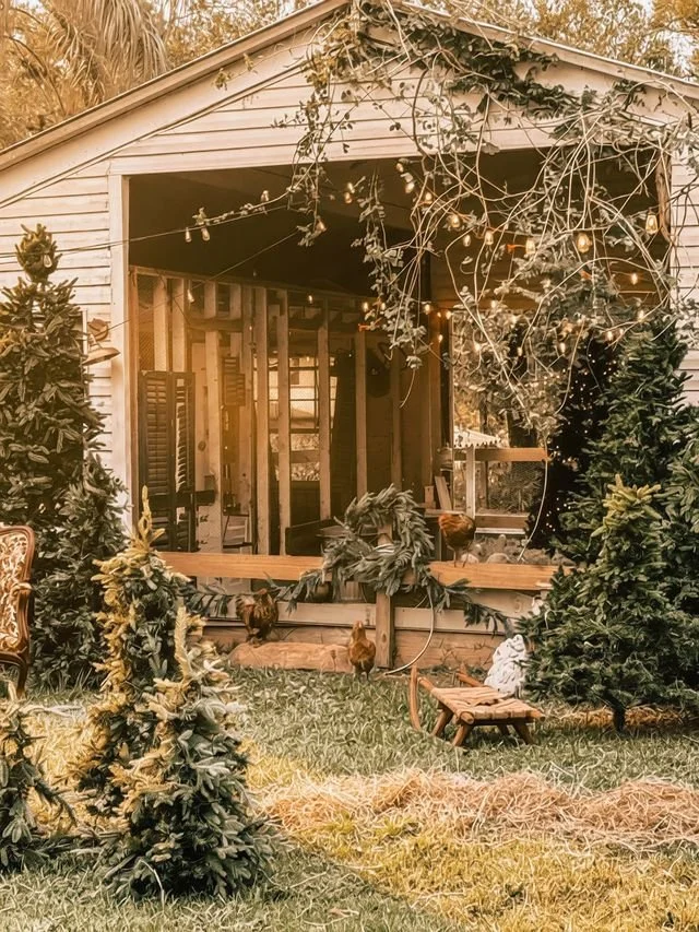 A backyard scene with a small shed or barn, decorated with string lights. The shed has an open front, revealing a rustic interior with wooden chairs and decorated with greenery and small acorn sculptures on the ledge. The yard has several small, densely foliaged evergreen trees, and the ground is covered with grass and straw-like mulch. There are chickens walking around in the yard.