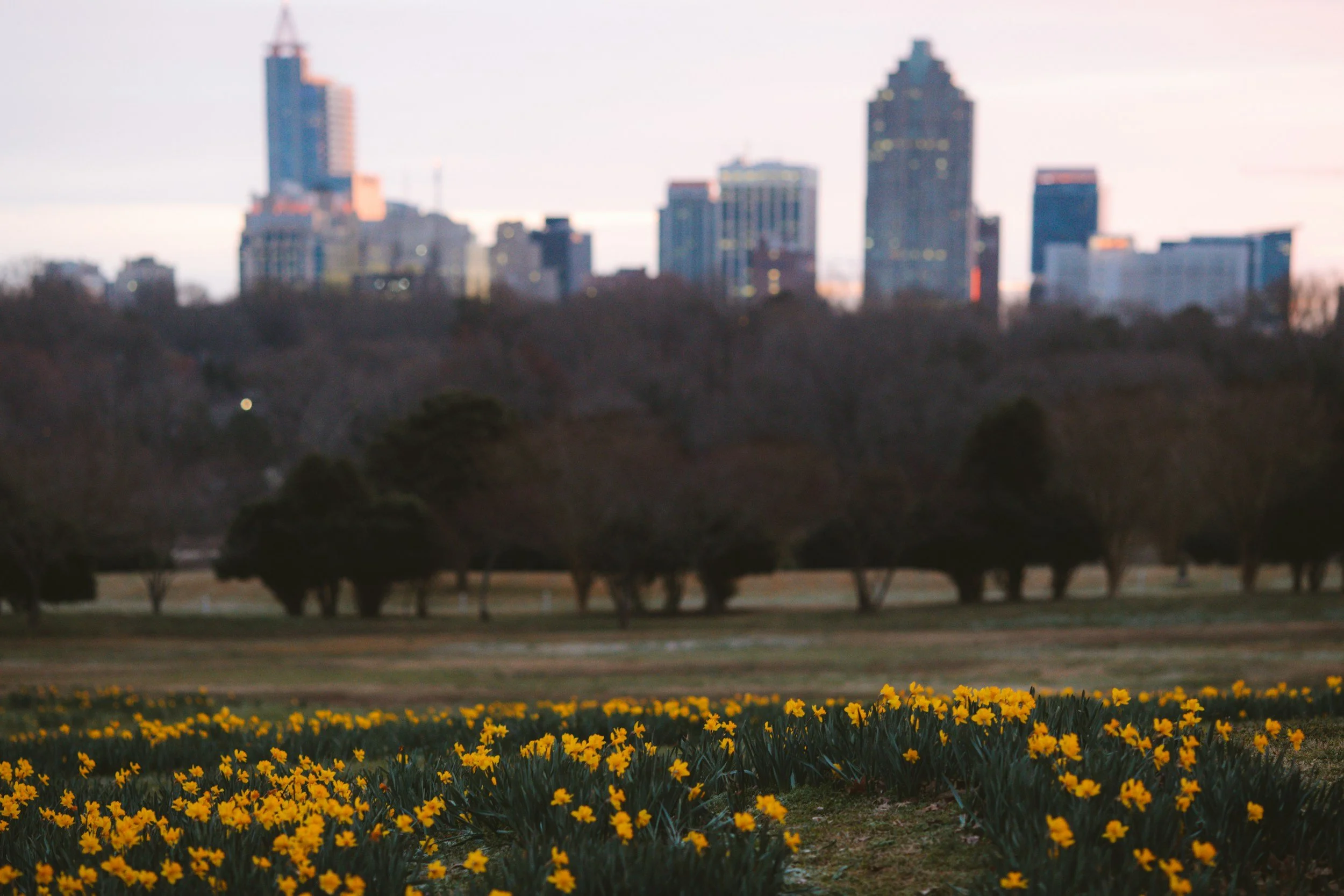 Blurred city skyline with tall buildings in the background, trees in the middle ground, and a foreground filled with yellow flowers.