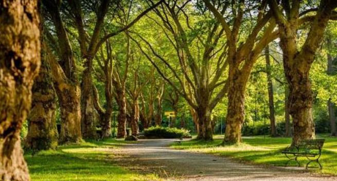 Tree-lined path in a park with benches and lush green grass.