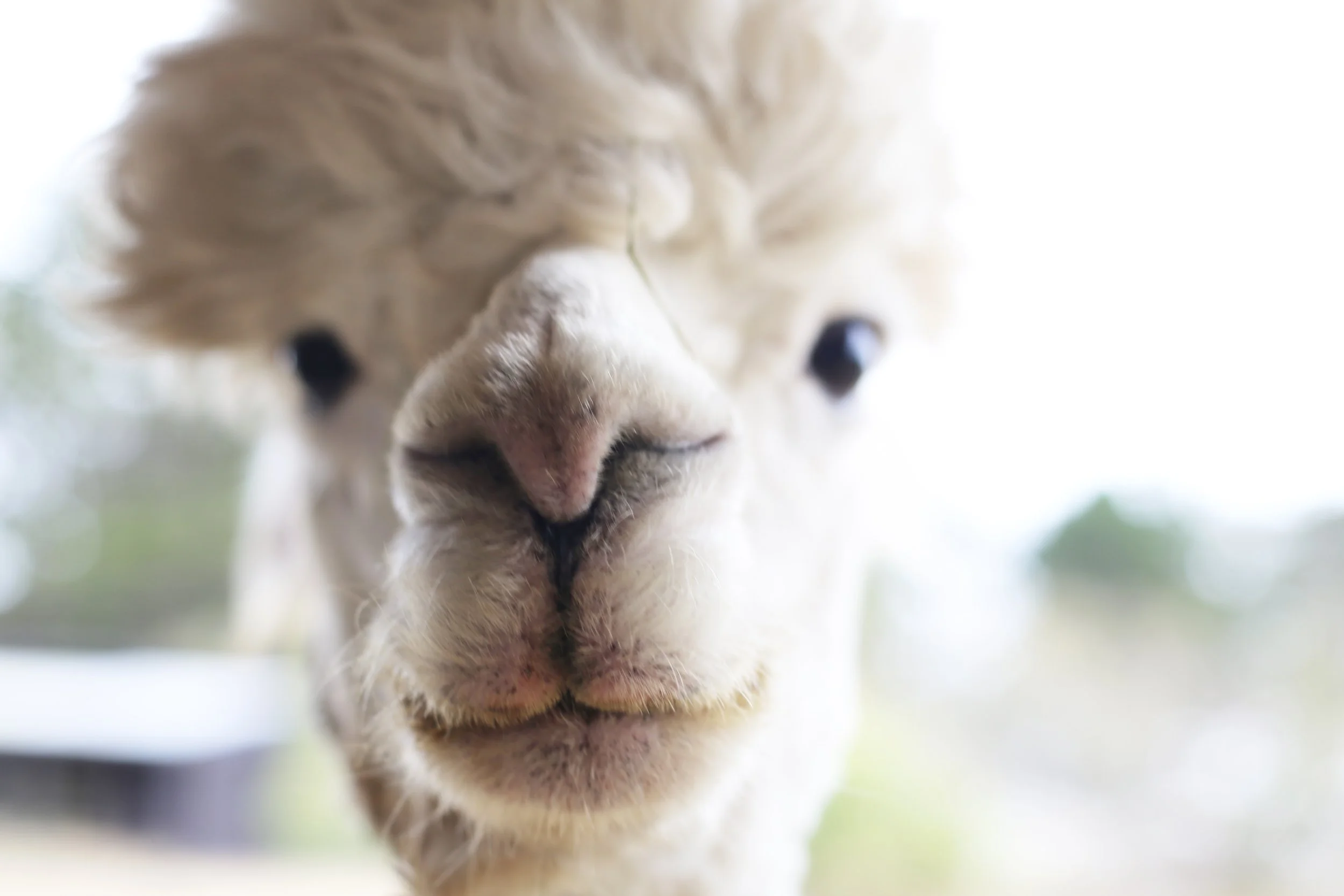 Alpacas by the Sea Harvest Festival