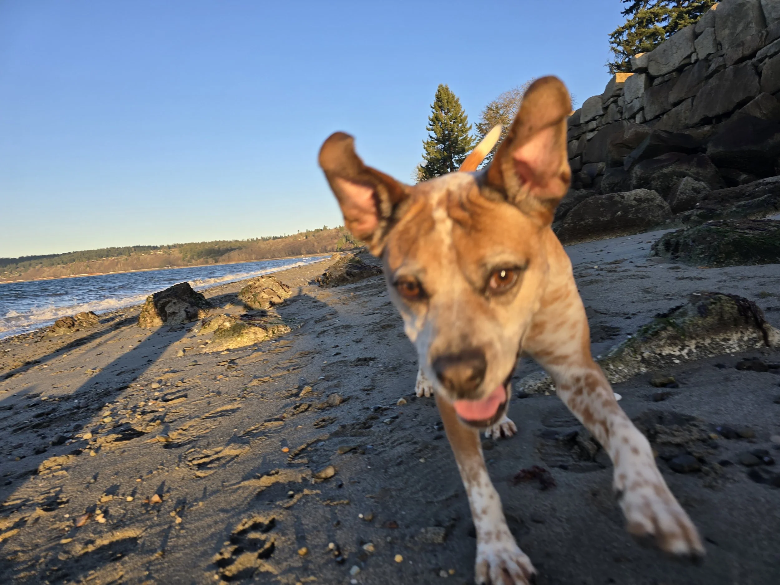 The Dog Friendly Oregon Coast Blog Post