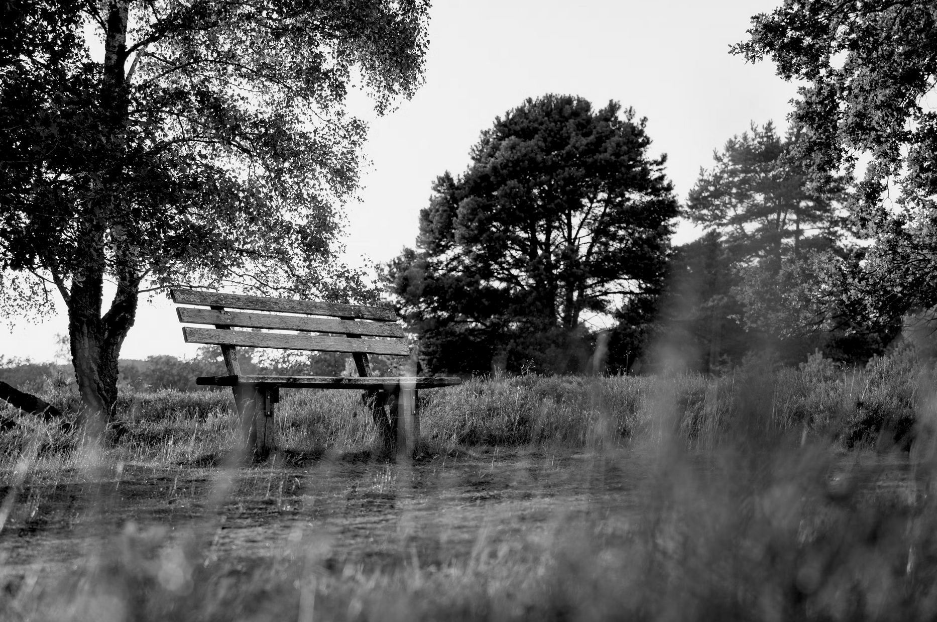New Public Parks