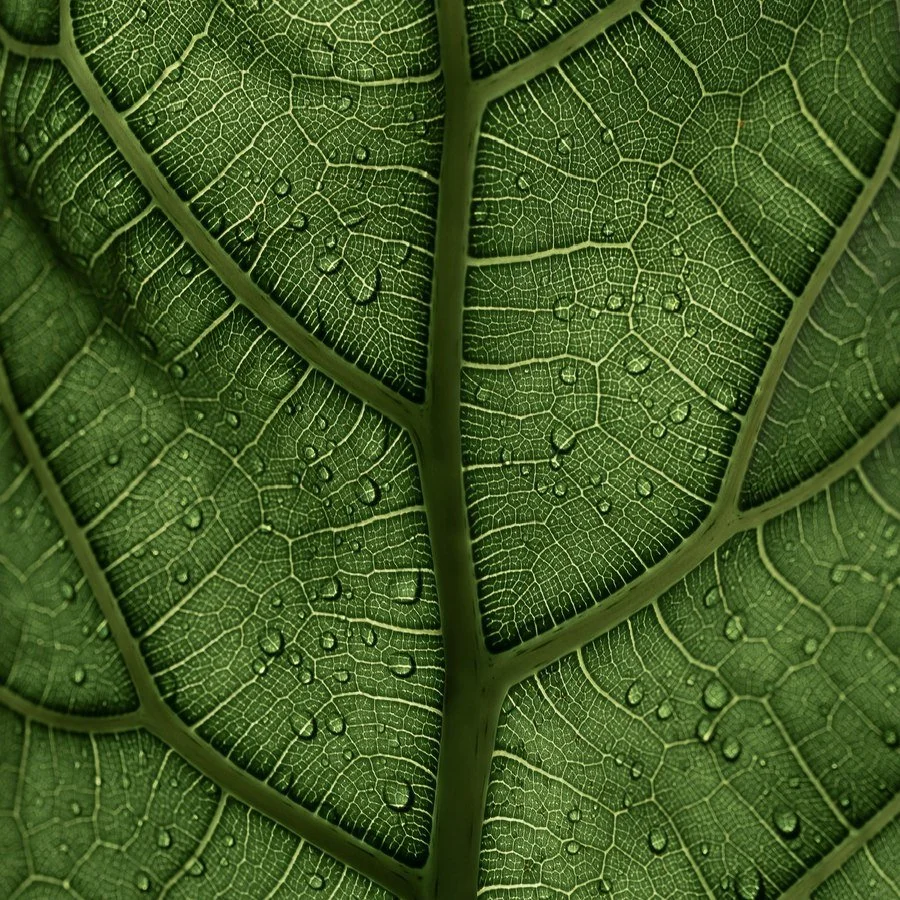 Close detail of a leaf with water on its veins