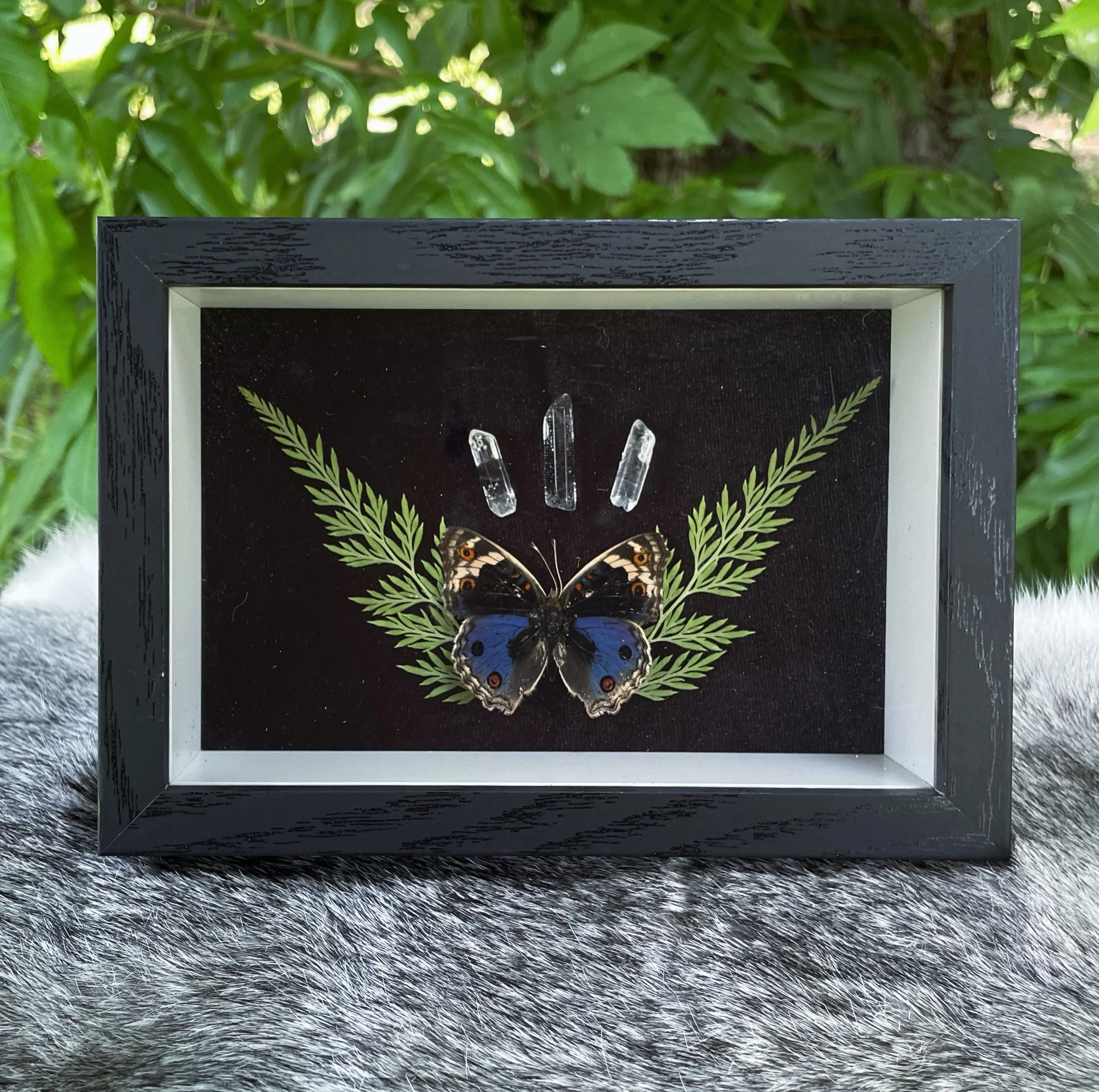 Blue Pansy Butterfly