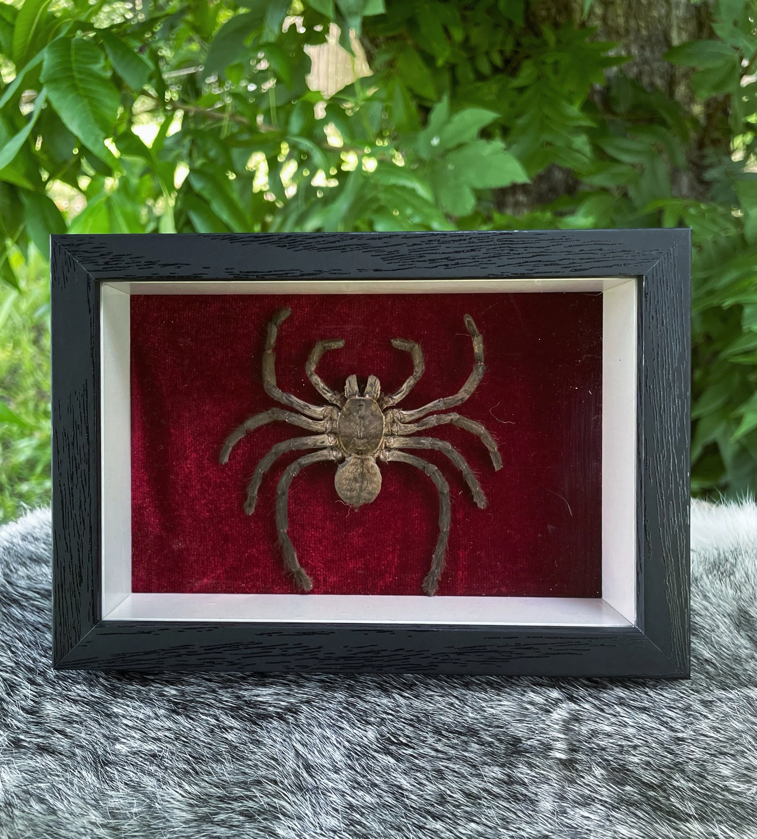Earth Tiger Tarantula