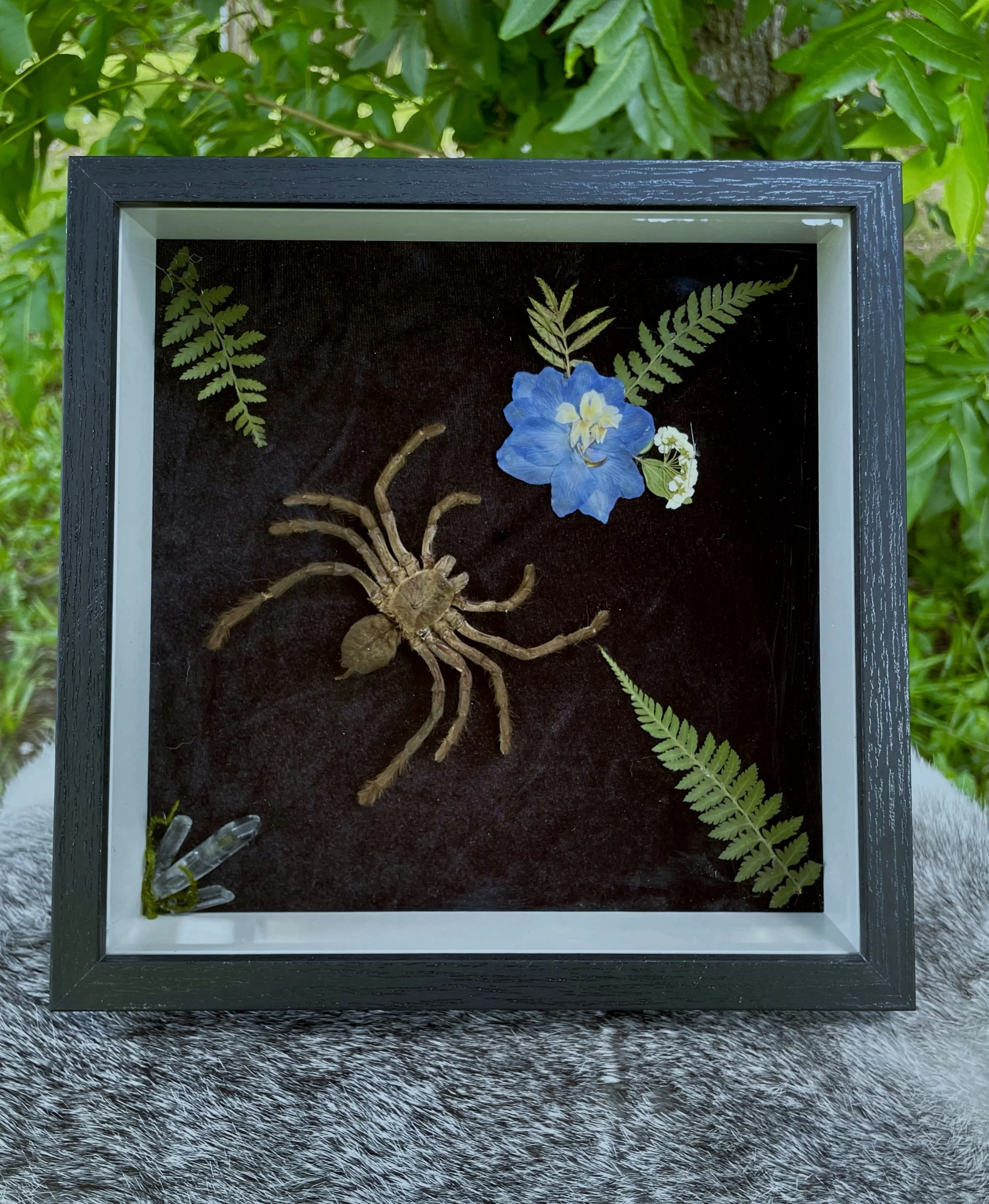 Earth Tiger Tarantula