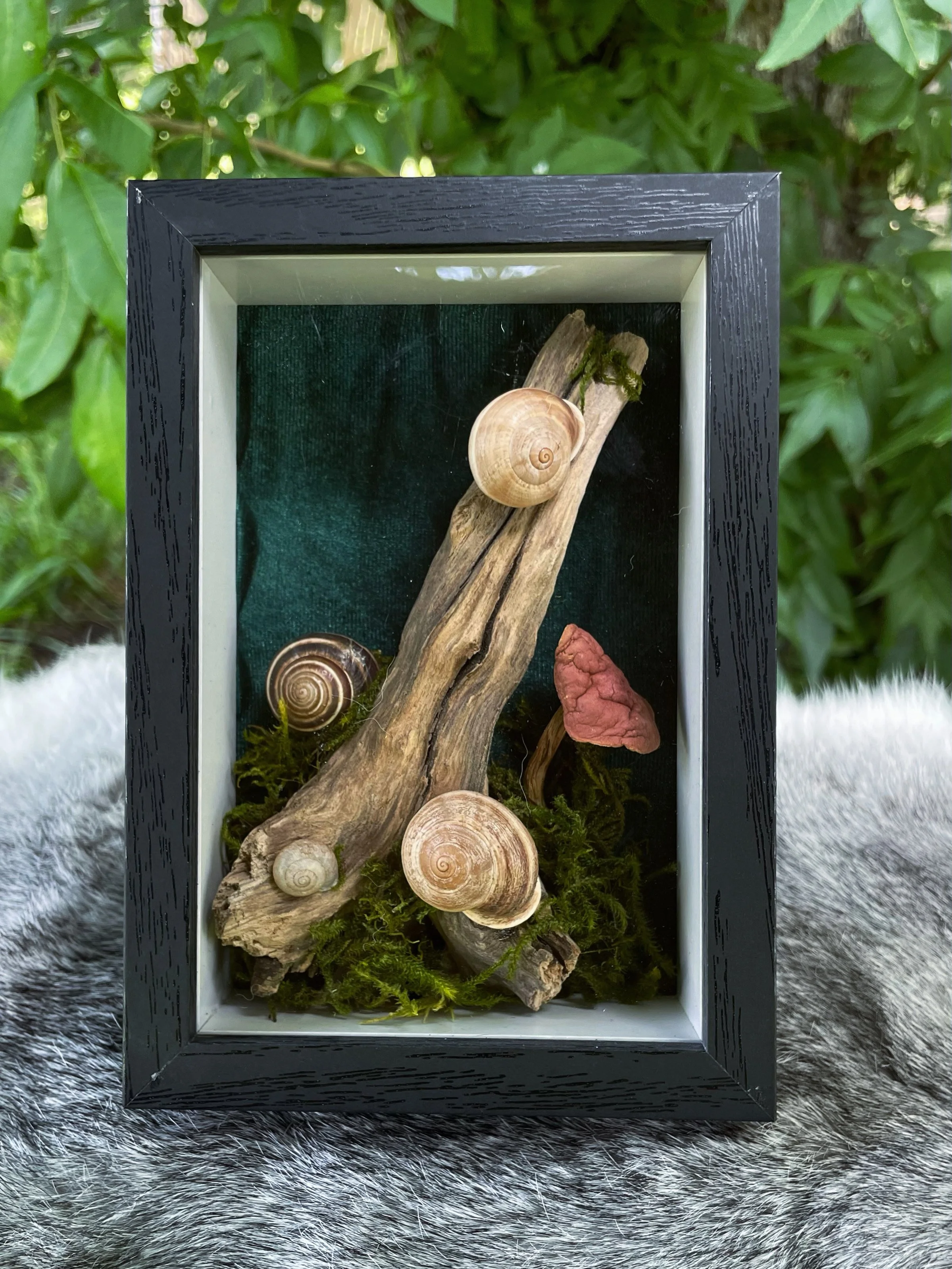 Garden Snail Display