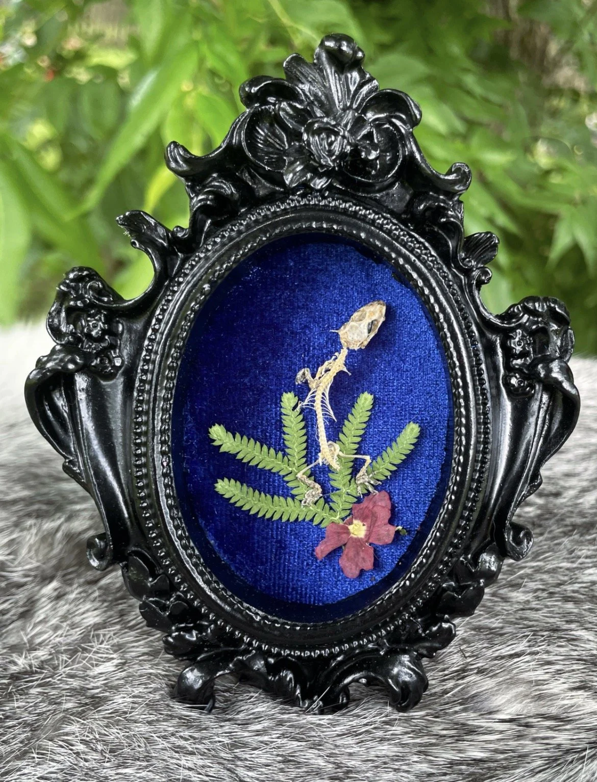 Mediterranean House Gecko