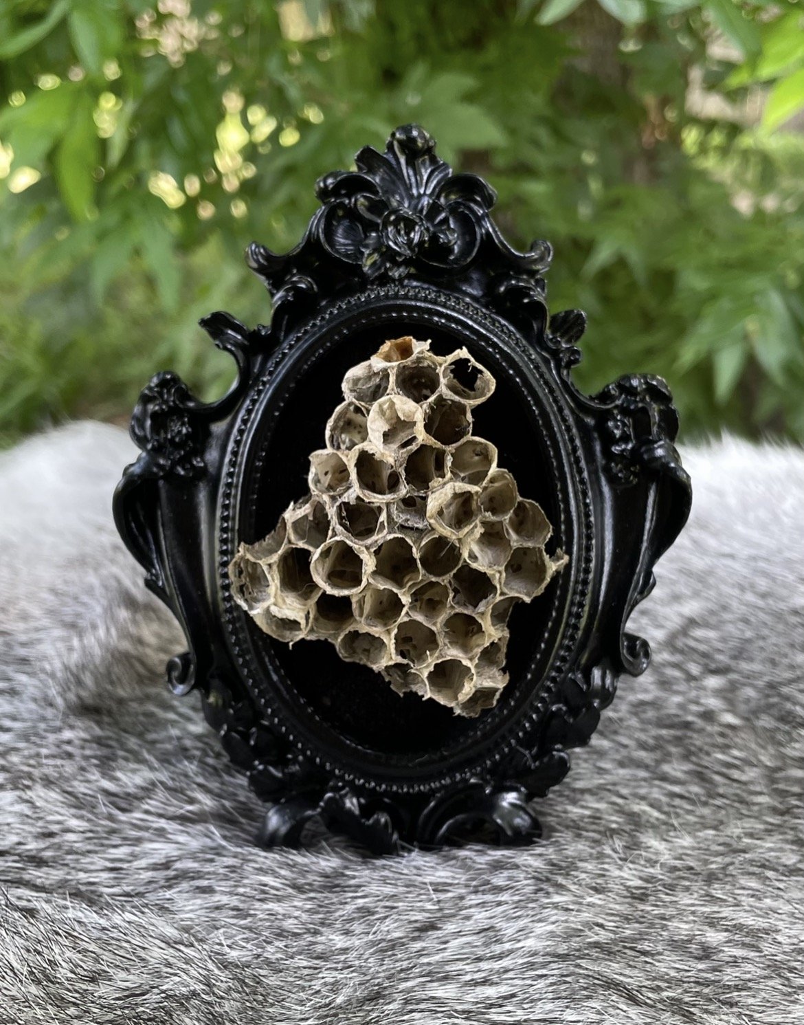 Wasp Nest