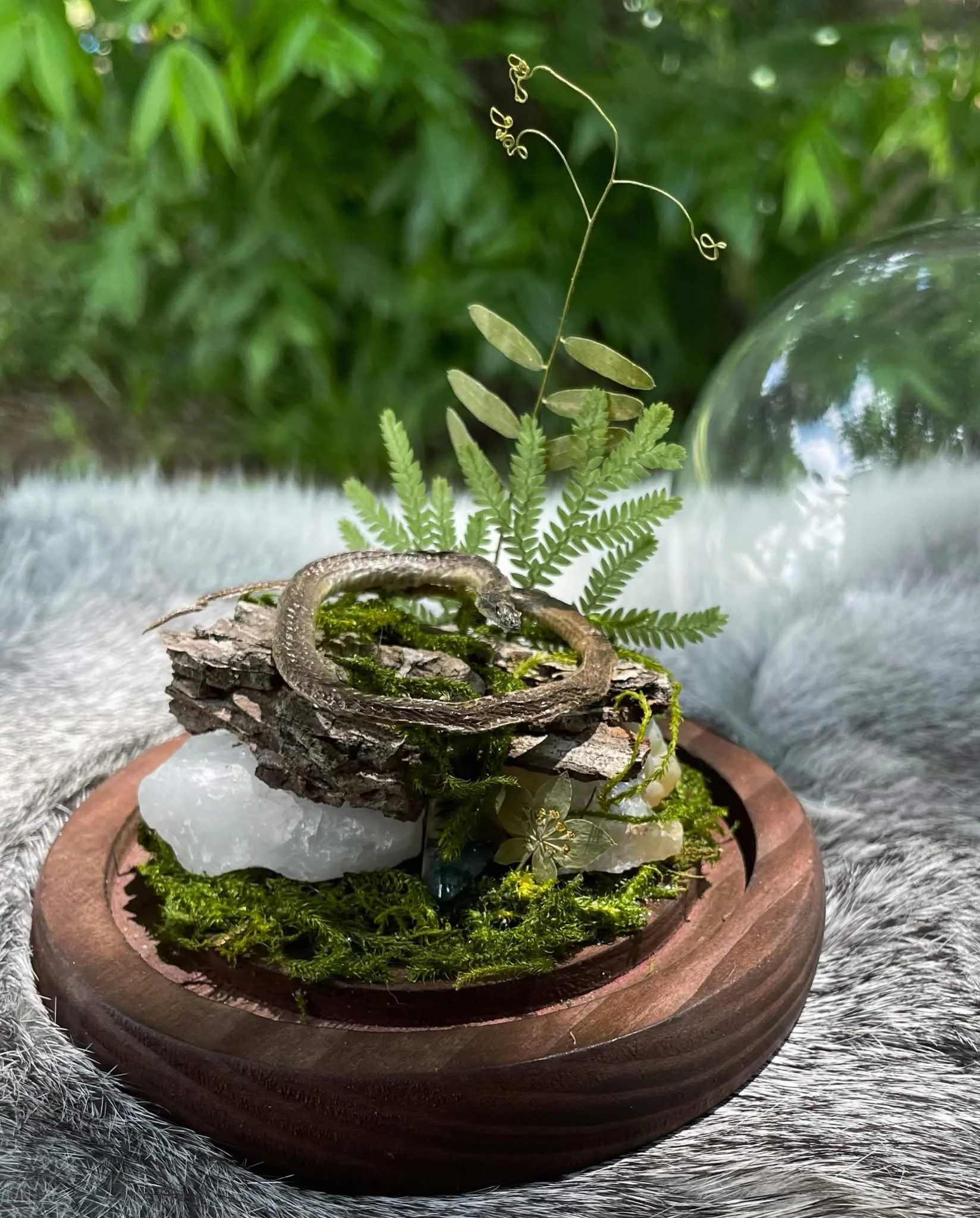 Mummified Baby Snake Cloche