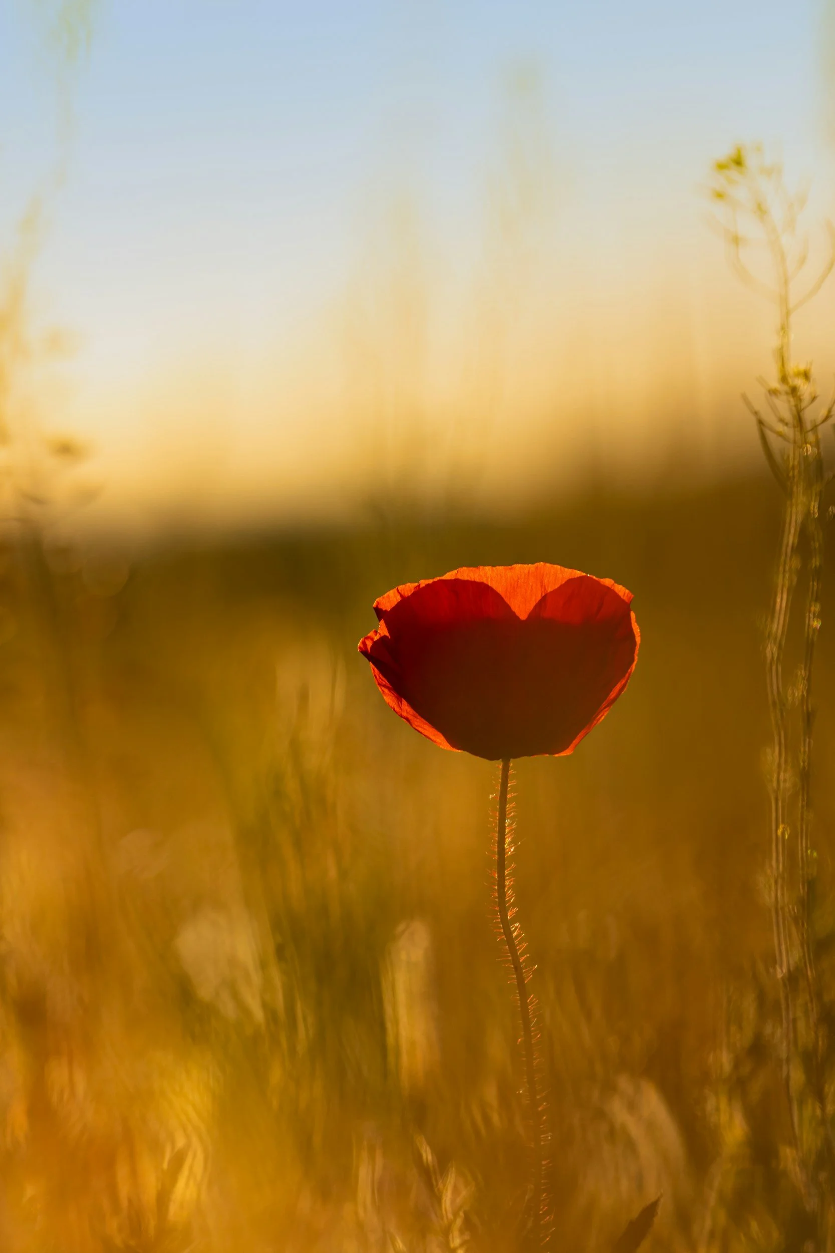 Close-up of a single red poppy flower with a blurred background of tall grass and foliage with warm, golden light.