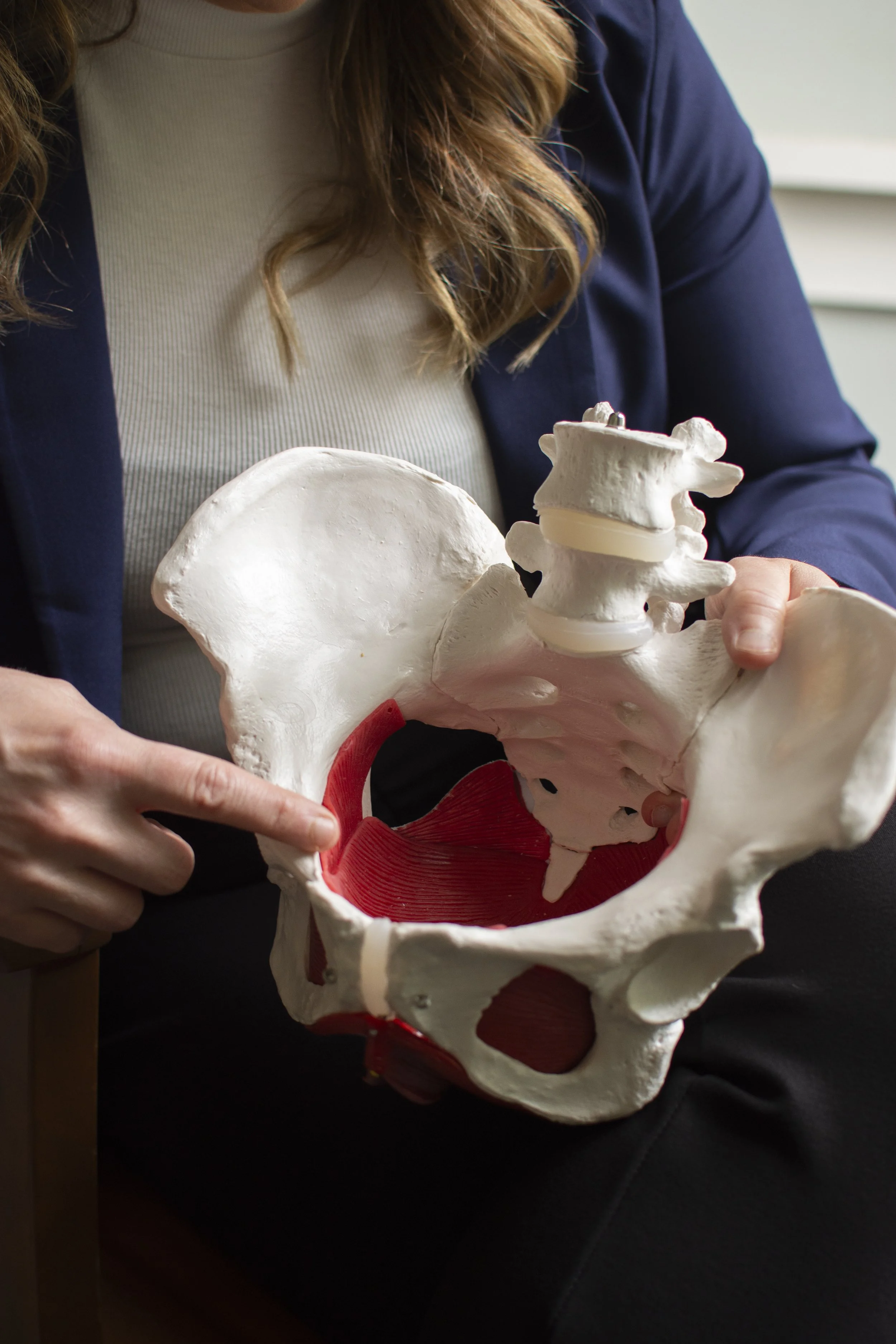 Carissa O'Rourke holding a plastic model of a human pelvis and lower spine, showing internal structures like the vertebrae and pelvic cavity.