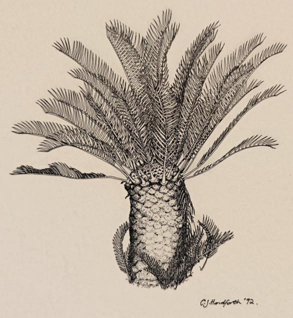 Image of black and white pen and ink botanical illustration of Encephalatos lehmannii. Copyright Catherine Handforth 1992