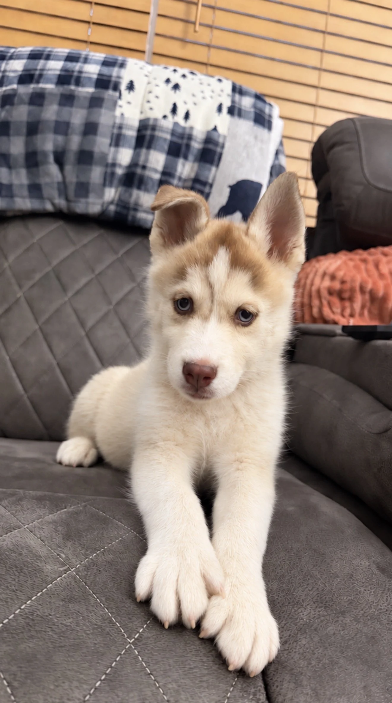 A cute puppy with blue eyes sitting next to a potted bamboo plant on a marble surface.