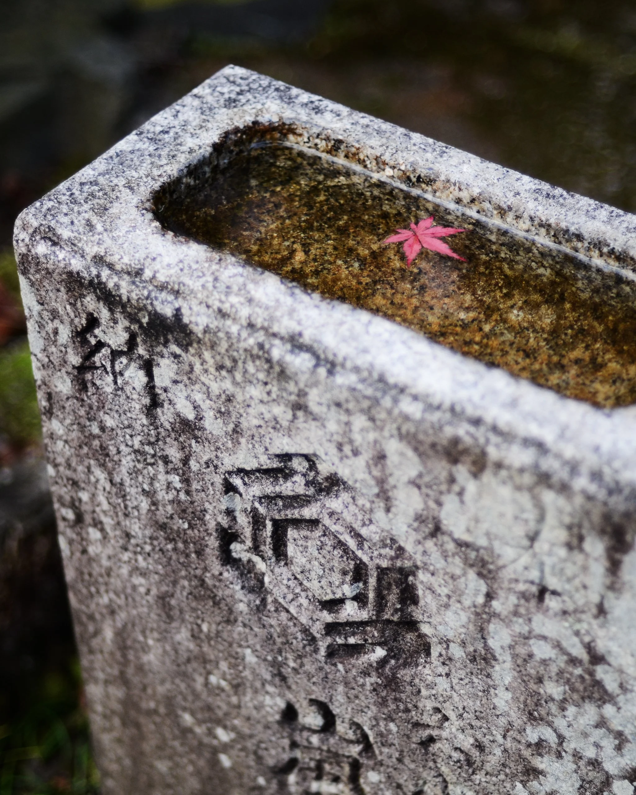 Close-up of a stone water basin with a pink maple leaf floating on the water's surface.