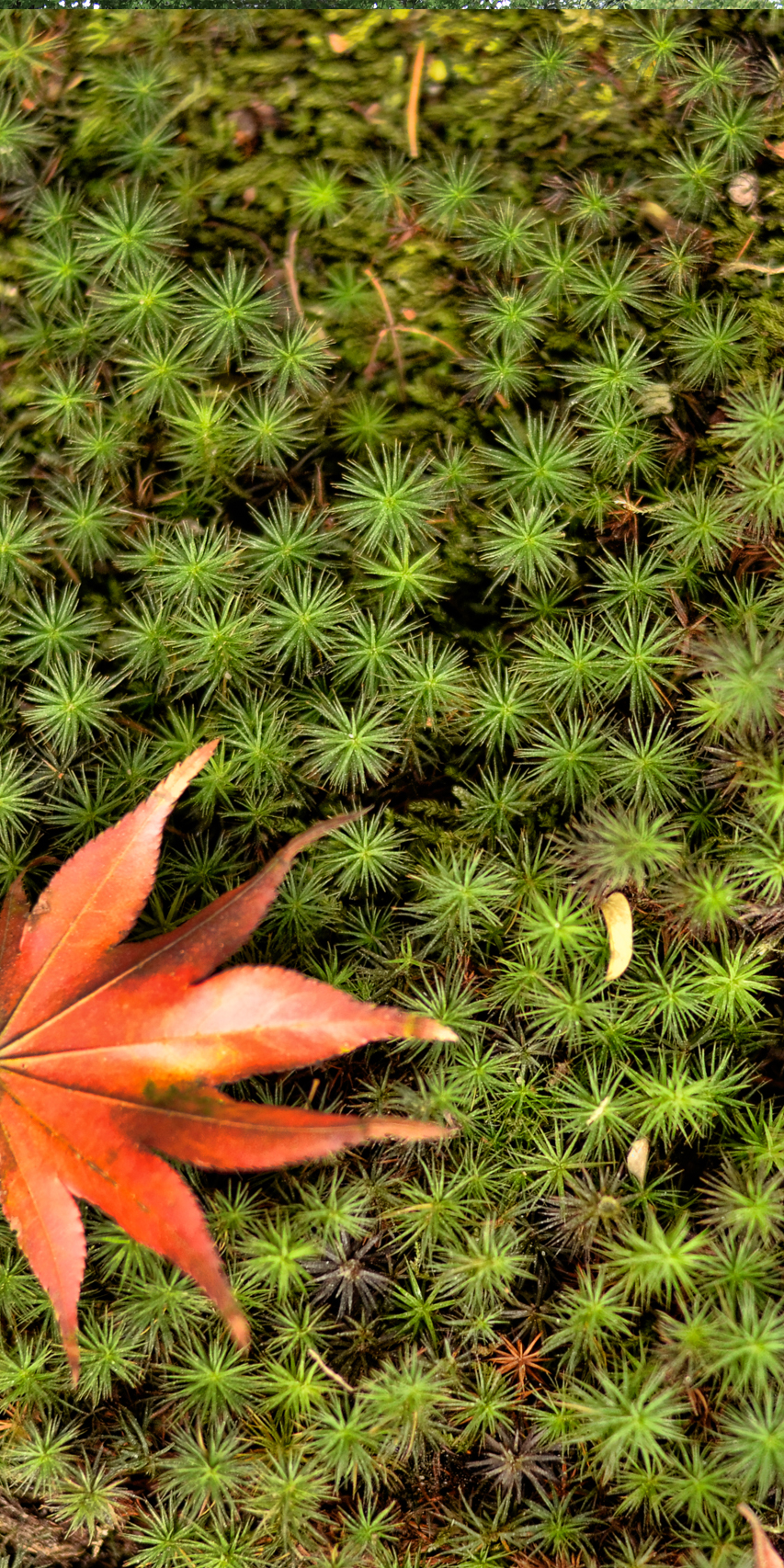 Close-up of green moss with a red maple leaf resting on it.