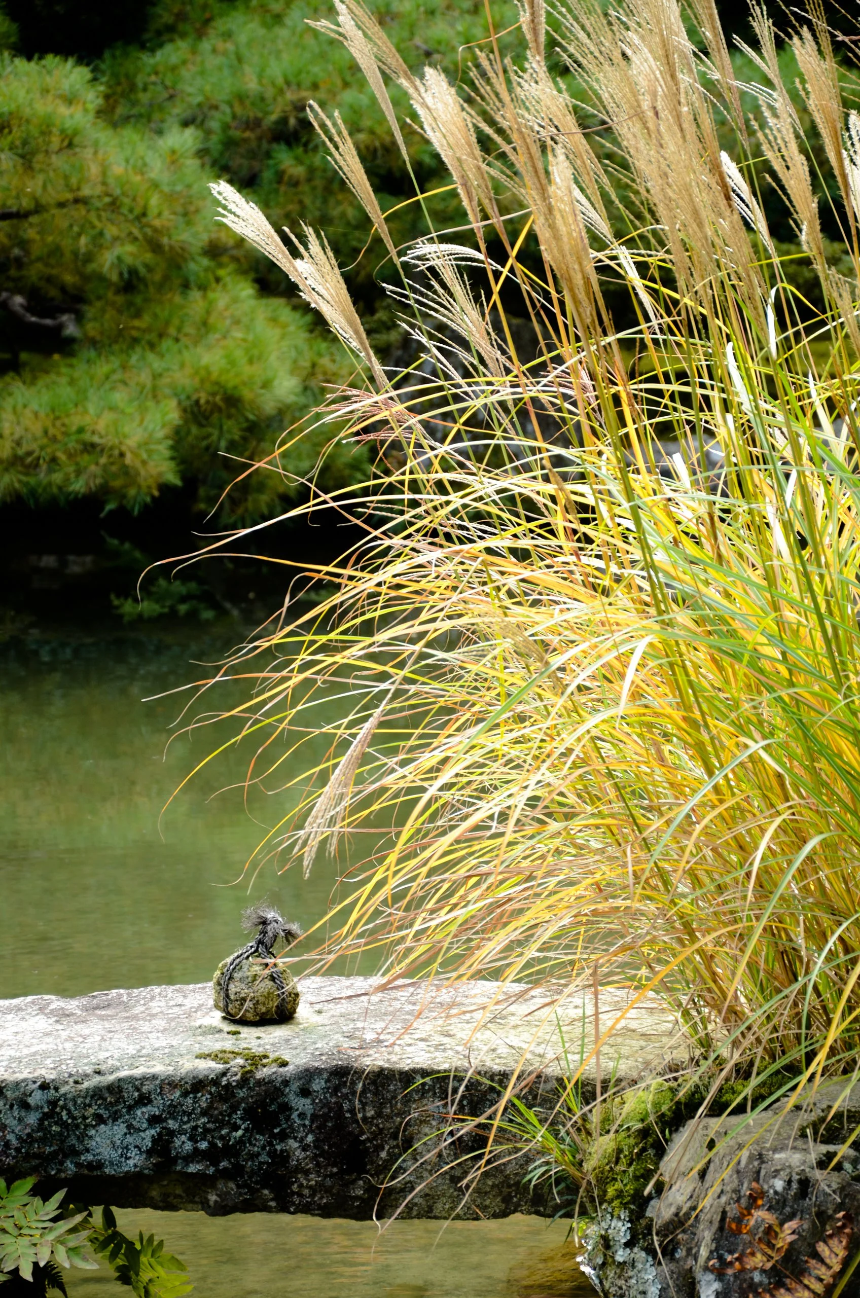 A small bundle of rocks tied with twine on a rock bridge near a body of water, surrounded by tall yellow-brown grass and green foliage.