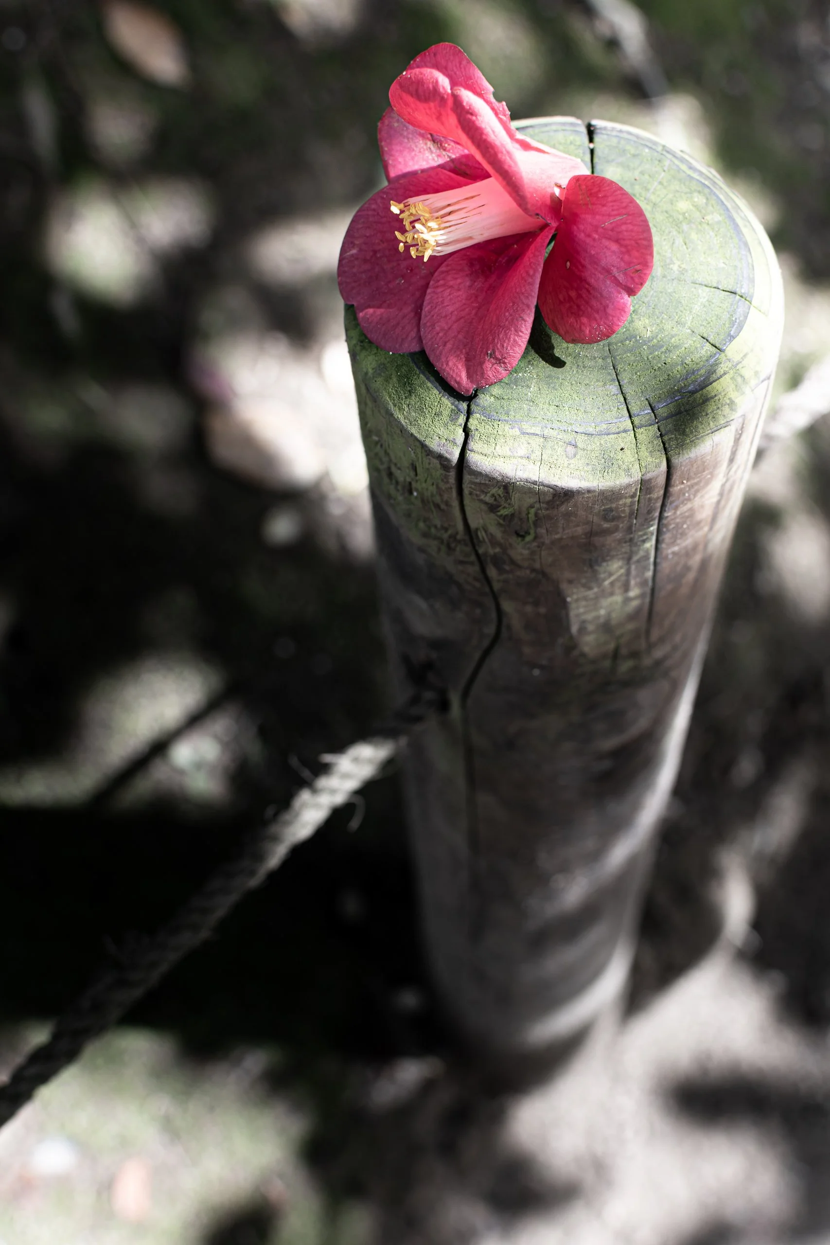 Close-up of a pink flower with white stamens, resting on a weathered wooden post with visible cracks and green moss or algae.