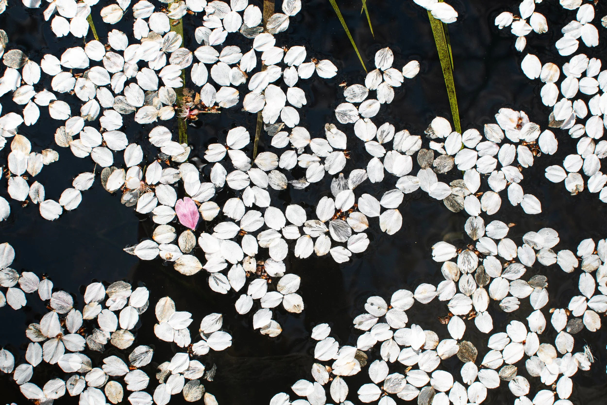 Close-up view of floating white and light gray petals and leaves on the dark water surface.