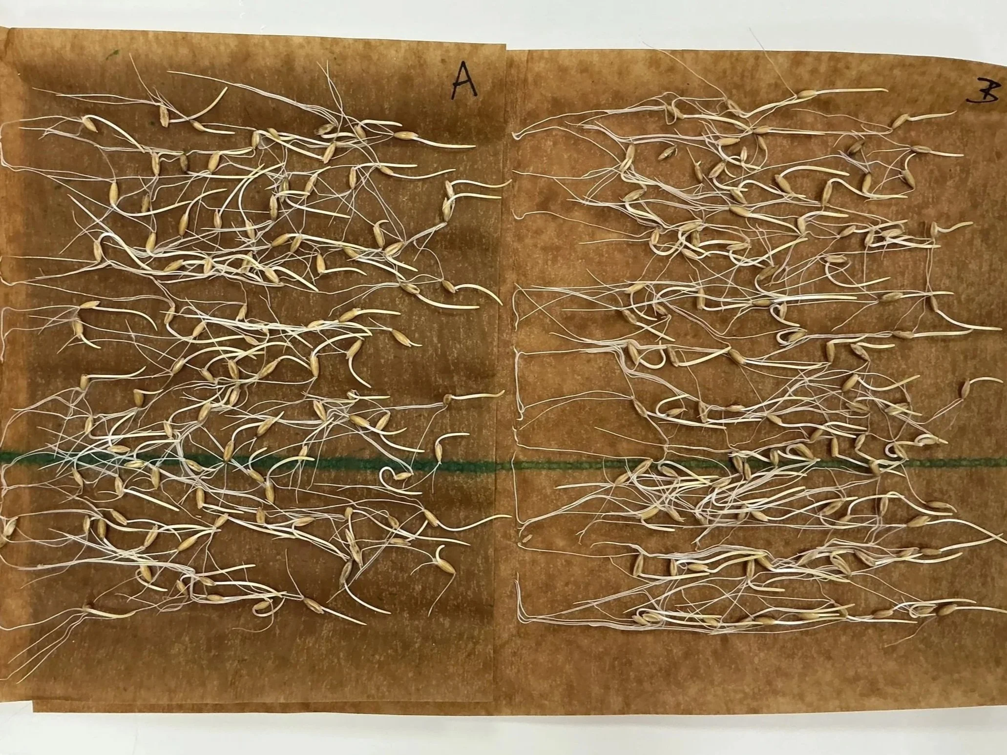 Seeds sprouting on germination paper.