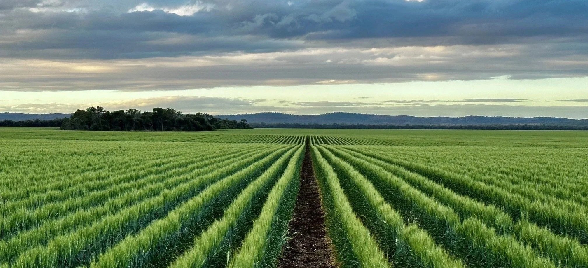 A vast green agricultural field with neat, parallel rows of crops under a cloudy sky, with distant hills in the background.