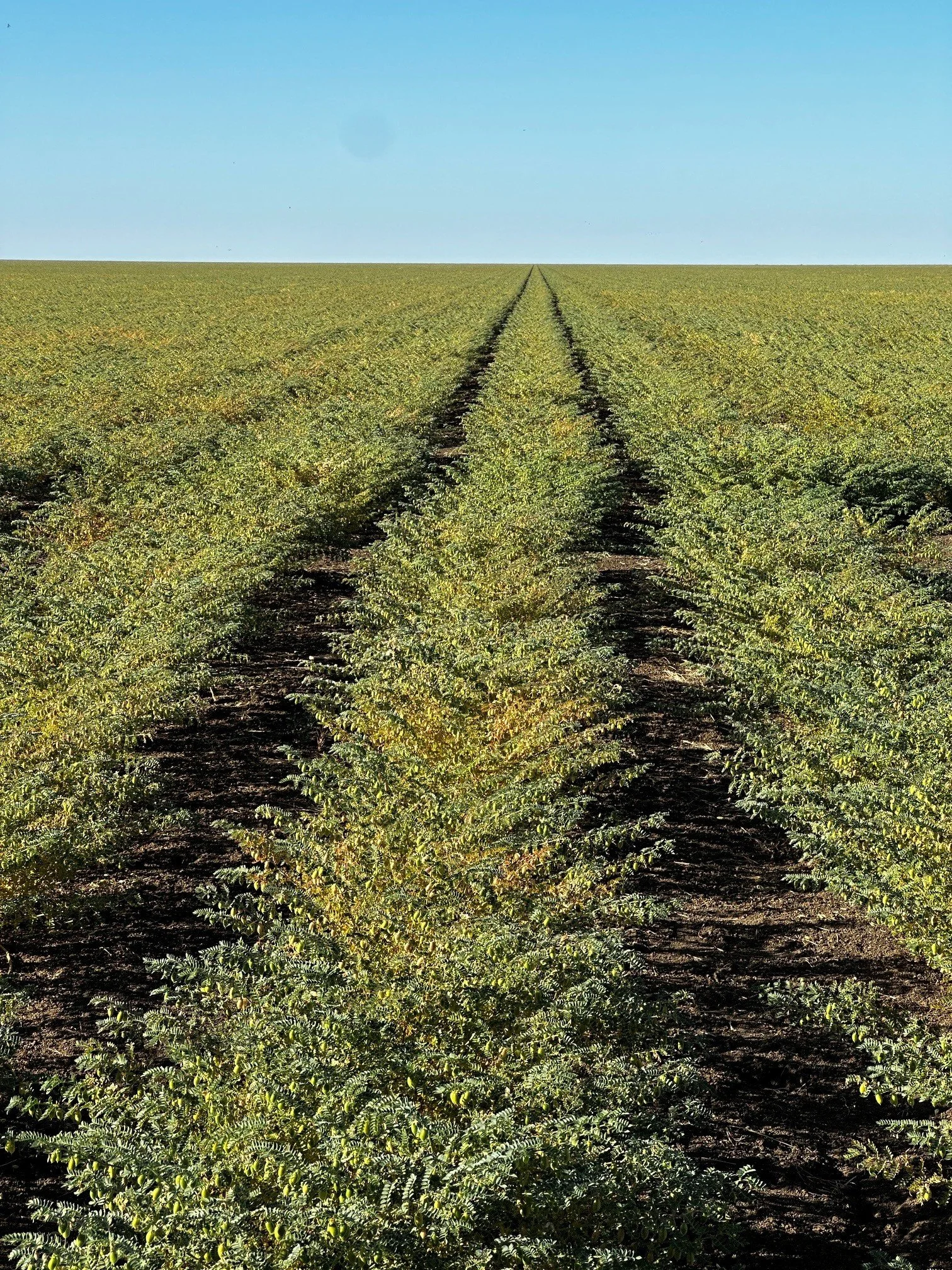 A vast agricultural field with rows of green crops stretching to the horizon under a clear blue sky.