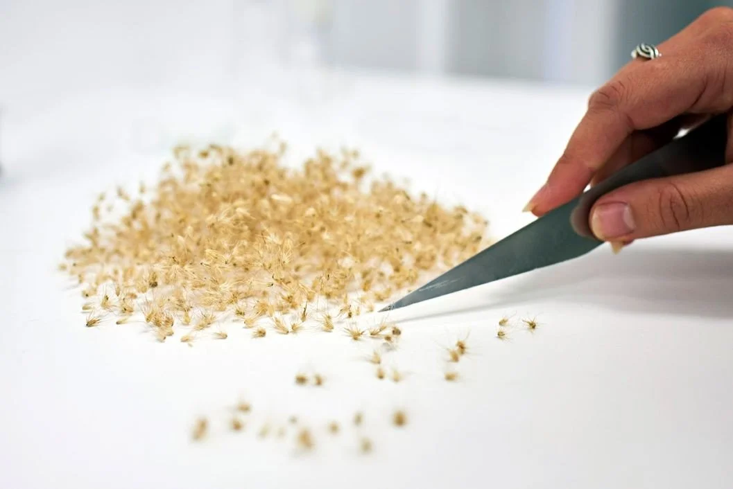 Person using a scalpel to carefully dissect or sort buffel seeds, on a white surface.