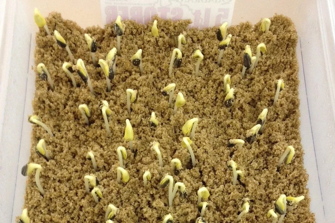 Seedlings sprouting during a vigour test in a tray filled with sand.