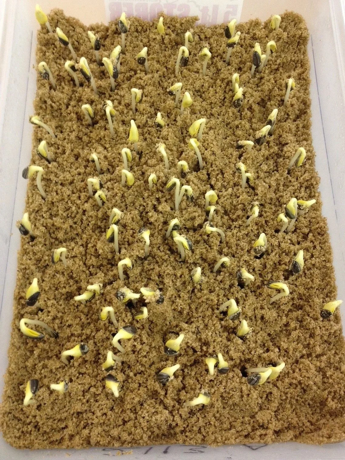 A vigour test showing sprouted seeds, growing in a tray filled with sand.